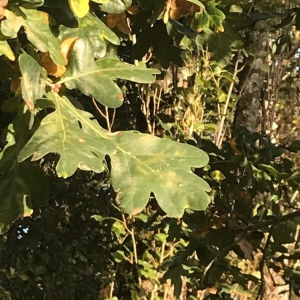 Photographie n°2248037 du taxon Quercus robur L. [1753]