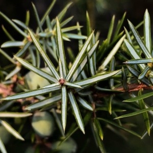 Photographie n°2248060 du taxon Juniperus communis L. [1753]