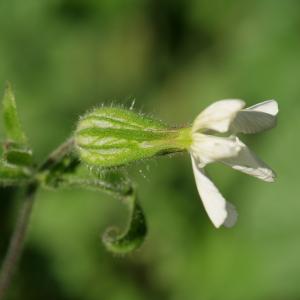 Photographie n°2248065 du taxon Silene latifolia subsp. alba (Mill.) Greuter & Burdet [1982]