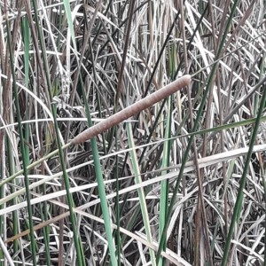 Photographie n°2248090 du taxon Typha angustifolia L. [1753]