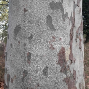 Photographie n°2248110 du taxon Platanus x hispanica Mill. ex Münchh. [1770]