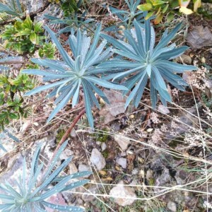 Photographie n°2248140 du taxon Euphorbia characias L. [1753]