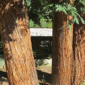 Photographie n°2248148 du taxon Sequoia sempervirens (D.Don) Endl. [1847]