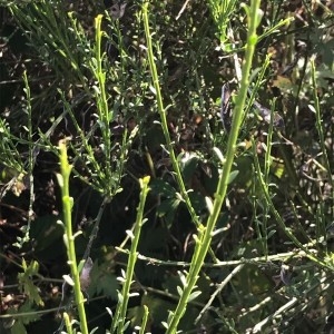 Photographie n°2248199 du taxon Cytisus scoparius (L.) Link [1822]