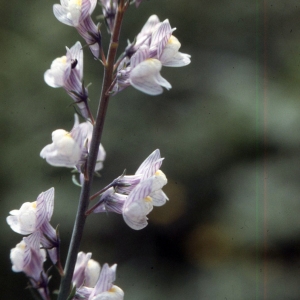 Photographie n°2248236 du taxon Linaria striata (Lam.) DC. [1805]