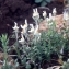  Liliane Roubaudi - Linaria reflexa (L.) Desf. [1799]