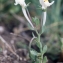  Liliane Roubaudi - Linaria reflexa (L.) Desf. [1799]