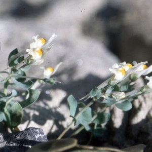 Photographie n°2248239 du taxon Linaria reflexa (L.) Desf. [1799]