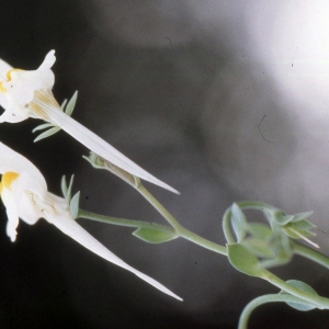 Linaria reflexa (L.) Desf. (Linaire à fruits recourbés)