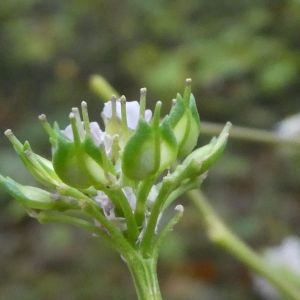 Photographie n°2248268 du taxon Iberis linifolia L. [1759]