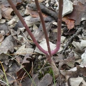 Photographie n°2248270 du taxon Iberis linifolia L. [1759]