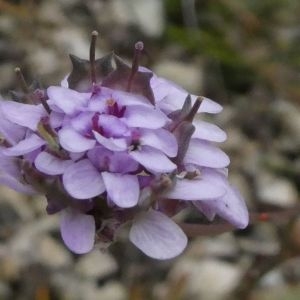 Photographie n°2248274 du taxon Iberis linifolia L. [1759]