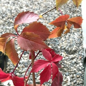 Photographie n°2248276 du taxon Parthenocissus quinquefolia (L.) Planch. [1887]