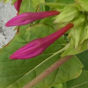 Photographie n°2248285 du taxon Mirabilis jalapa L. [1753]