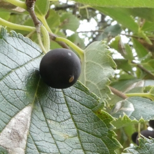 Photographie n°2248317 du taxon Celtis australis L. [1753]