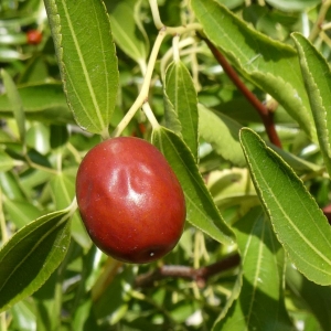 Photographie n°2248326 du taxon Ziziphus jujuba Mill. [1768]