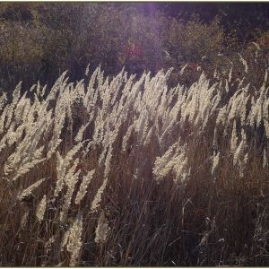 Photographie n°2248333 du taxon Calamagrostis epigejos (L.) Roth [1788]