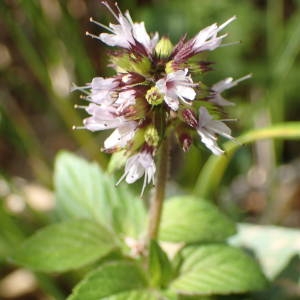 Photographie n°2248342 du taxon Mentha aquatica L. [1753]