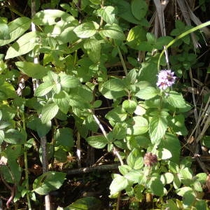 Photographie n°2248344 du taxon Mentha aquatica L. [1753]