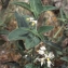  Liliane Roubaudi - Solanum chenopodioides Lam. [1794]