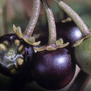 Photographie n°2248388 du taxon Solanum nigrum L. [1753]