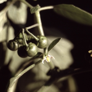 Photographie n°2248389 du taxon Solanum nigrum L. [1753]