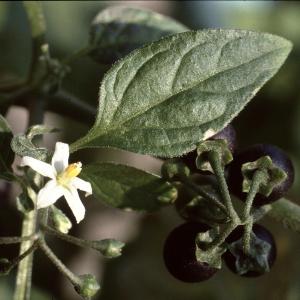 Photographie n°2248390 du taxon Solanum nigrum L. [1753]