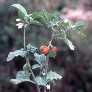 Photographie n°2248395 du taxon Solanum villosum Mill. [1768]