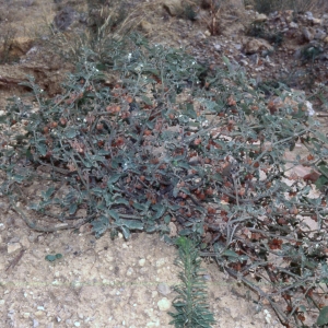 Photographie n°2248396 du taxon Solanum villosum Mill. [1768]