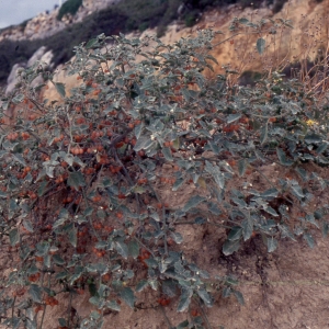 Photographie n°2248397 du taxon Solanum villosum Mill. [1768]