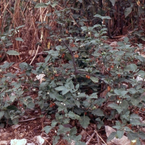 Photographie n°2248398 du taxon Solanum villosum Mill. [1768]