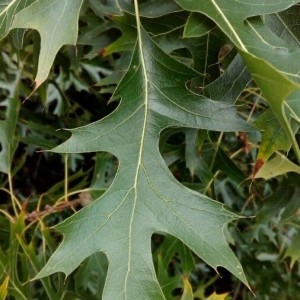 Photographie n°2248410 du taxon Quercus palustris Münchh. [1770]