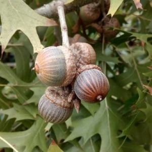 Photographie n°2248411 du taxon Quercus palustris Münchh. [1770]