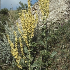 Photographie n°2248440 du taxon Verbascum lychnitis L. [1753]