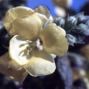 Photographie n°2248453 du taxon Verbascum phlomoides L. [1753]