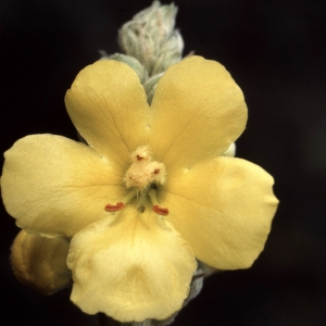 Photographie n°2248457 du taxon Verbascum thapsus L. [1753]