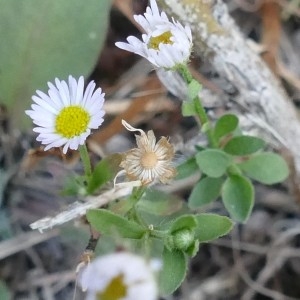 Photographie n°2248479 du taxon Erigeron annuus (L.) Desf. [1804]