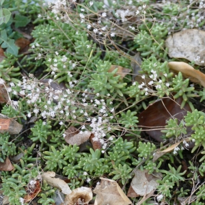 Photographie n°2248484 du taxon Sedum album L.