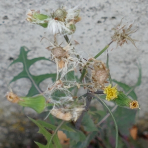 Photographie n°2248490 du taxon Sonchus oleraceus L.