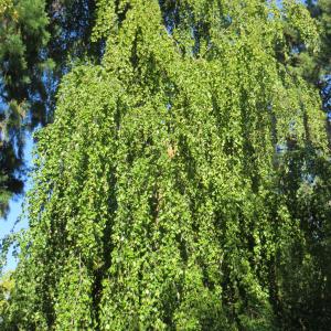 Photographie n°2248508 du taxon Fagus sylvatica f. pendula (Lodd. ex Loudon) Scheele