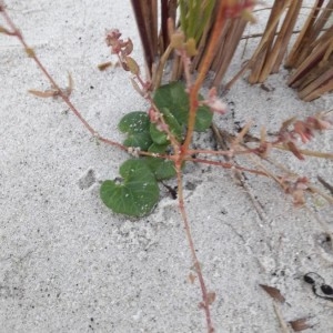 Photographie n°2248526 du taxon Convolvulus soldanella L. [1753]