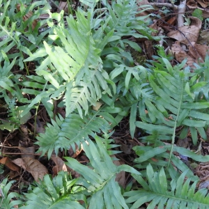 Photographie n°2248567 du taxon Polypodium cambricum L. [1753]