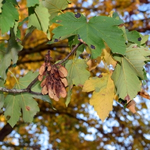 Photographie n°2248571 du taxon Acer pseudoplatanus L. [1753]