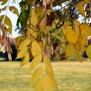 Photographie n°2248573 du taxon Fraxinus excelsior L. [1753]