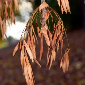 Photographie n°2248574 du taxon Fraxinus excelsior L. [1753]