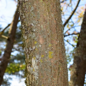 Photographie n°2248576 du taxon Fraxinus excelsior L. [1753]