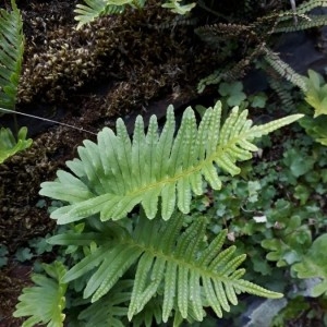 Photographie n°2248588 du taxon Polypodium cambricum L. [1753]