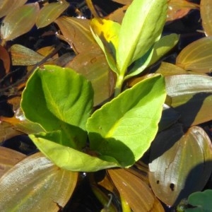 Photographie n°2248605 du taxon Menyanthes trifoliata L. [1753]