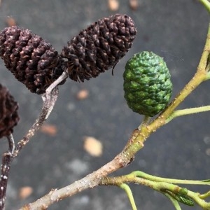 Alnus japonica (Thunb.) Steud. (Aulne du Japon)