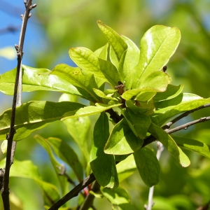 Photographie n°2248645 du taxon Punica granatum L. [1753]